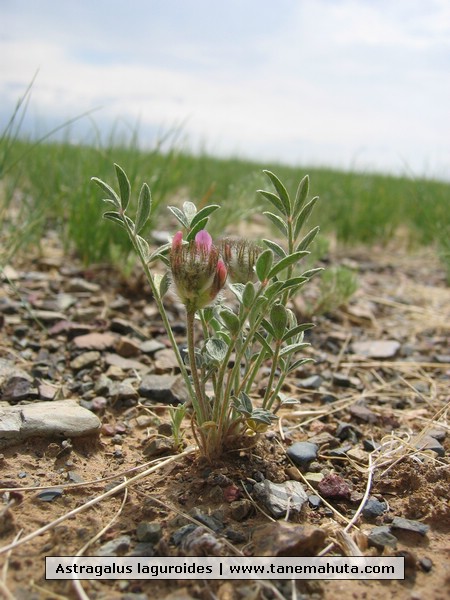 Astragalus laguroides.JPG