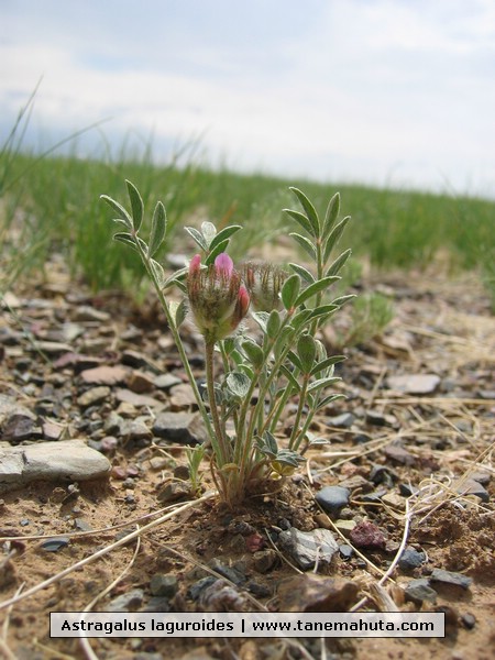 Astragalus laguroides.JPG