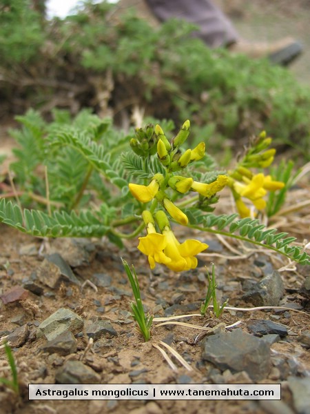 Astragalus mongolicus.JPG