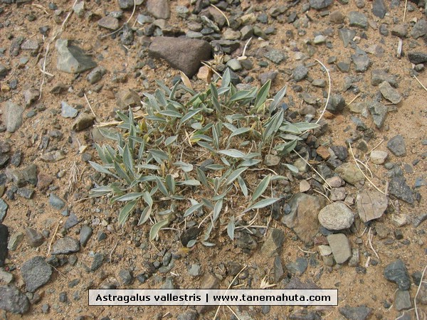 Astragalus vallestris.JPG