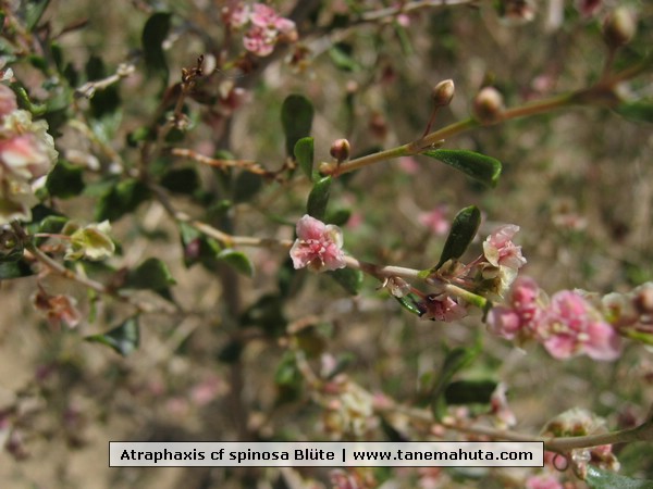 Atraphaxis cf spinosa Blte.jpg