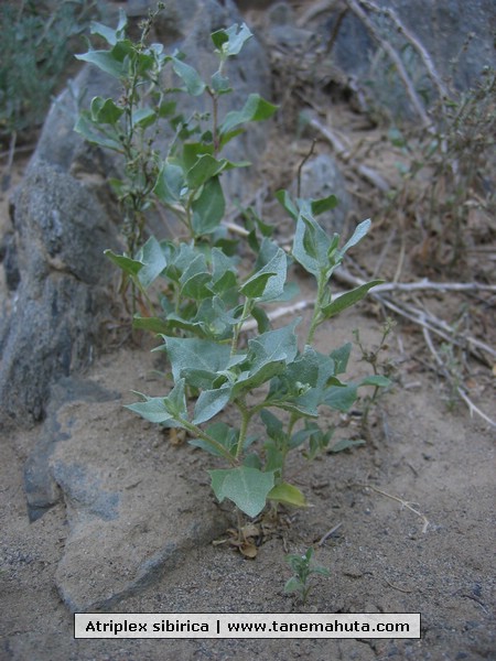 Atriplex sibirica.JPG