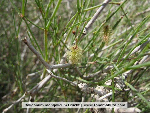 Caligonum mongolicum Frucht.jpg