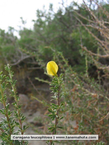 Caragana leucophloea.JPG