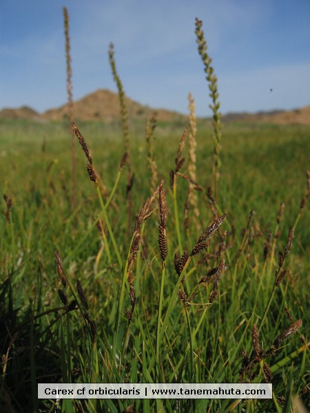 Carex cf orbicularis.JPG