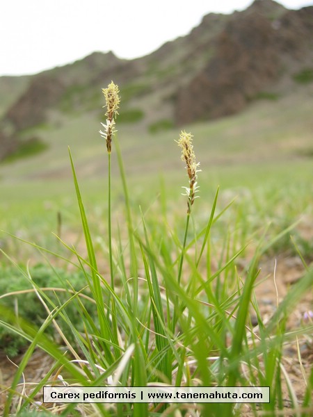 Carex pediformis.JPG