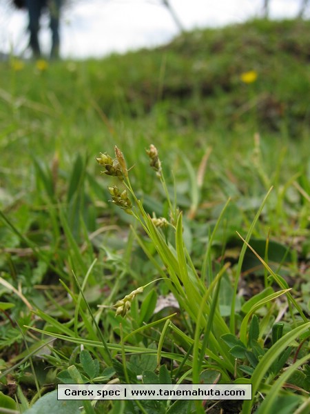 Carex spec.JPG