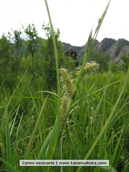 Carex vesicaria.JPG