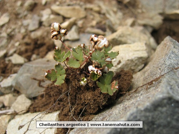 Cheilanthes argentea.JPG