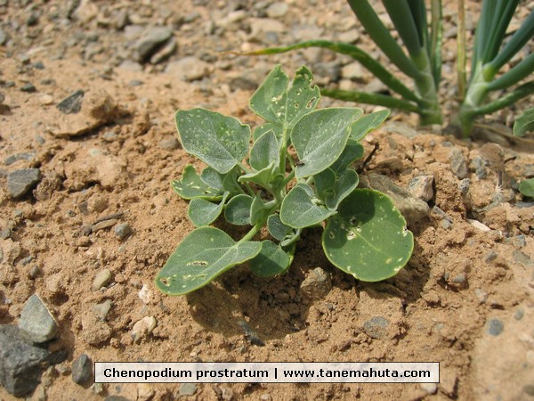 Chenopodium prostratum.JPG