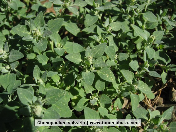 Chenopodium vulvaria.JPG