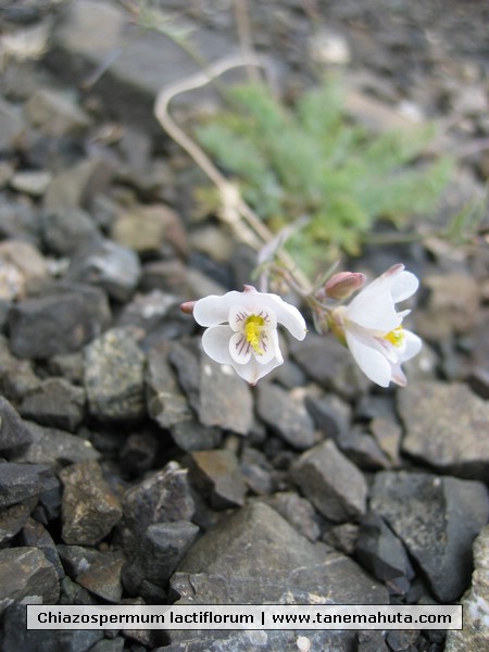 Chiazospermum lactiflorum.JPG