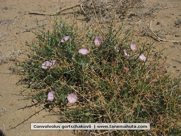 Convolvolus gortschakovii .jpg