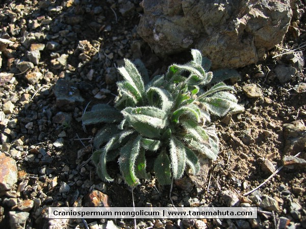 Craniospermum mongolicum.JPG