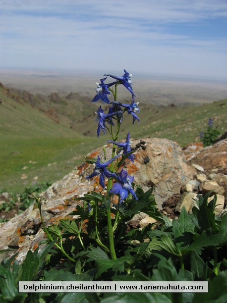 Delphinium cheilanthum.JPG