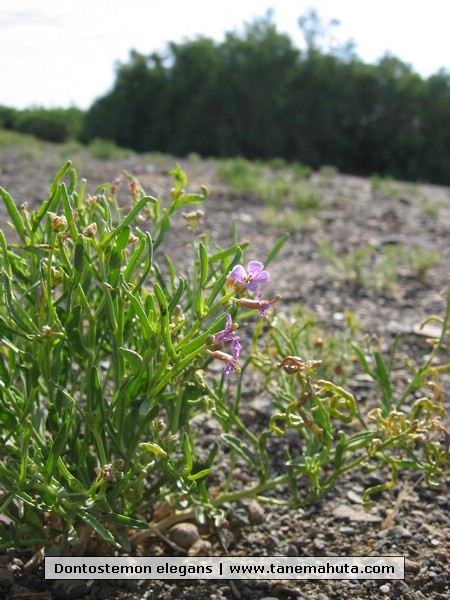 Dontostemon elegans.JPG