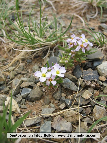 Dontostemon integrifolius.JPG