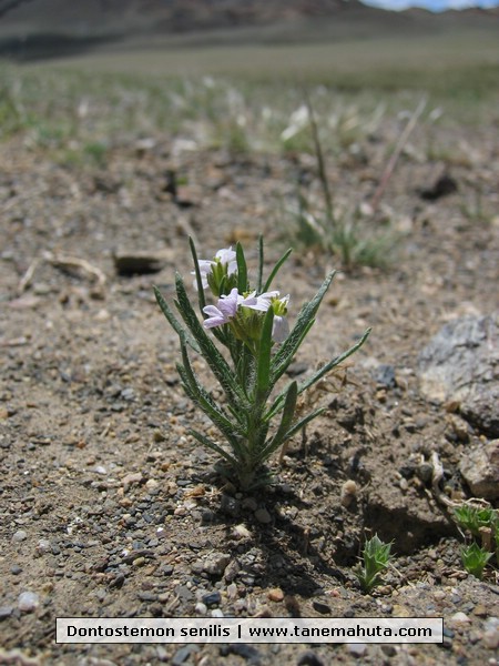 Dontostemon senilis.JPG