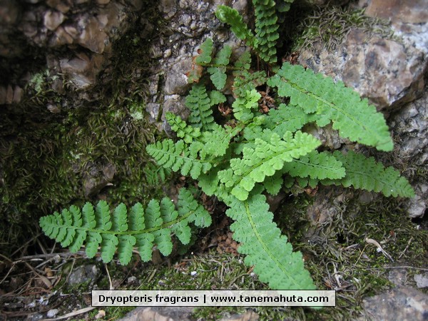 Dryopteris fragrans.JPG