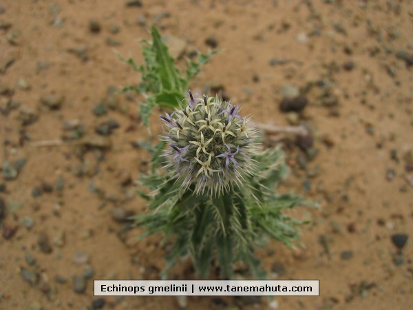 Echinops gmelinii.JPG