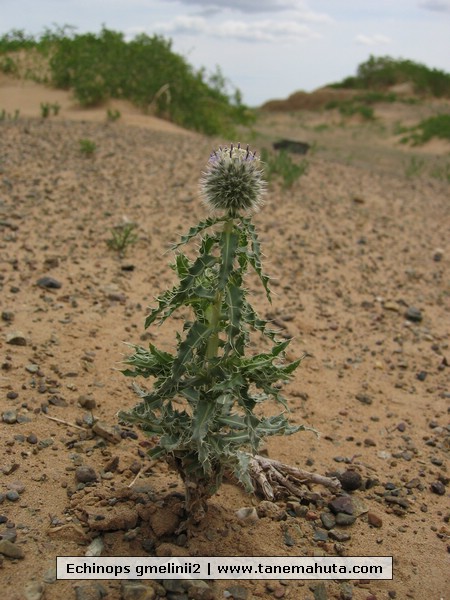 Echinops gmelinii2.jpg