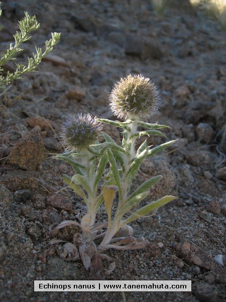 Echinops nanus.JPG