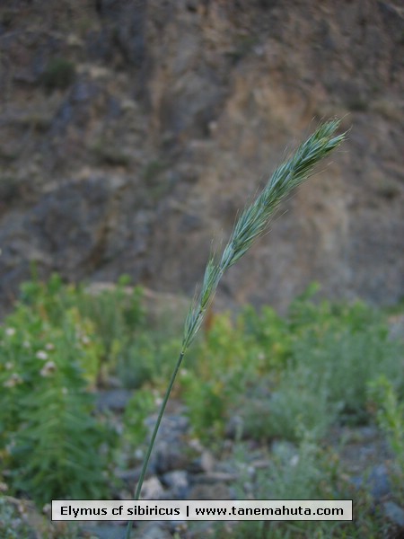 Elymus cf sibiricus.JPG