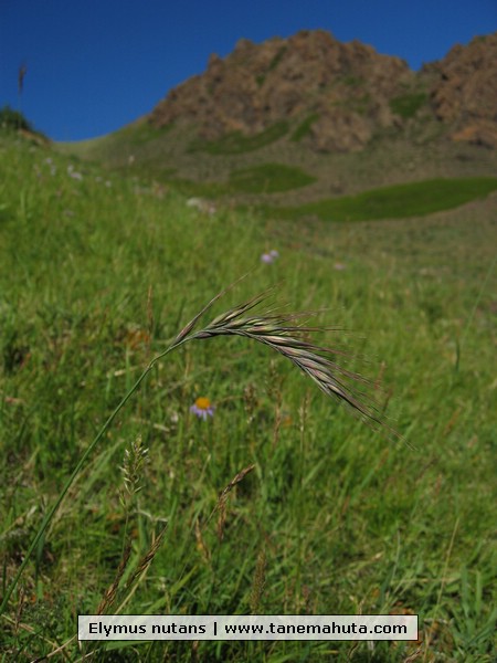 Elymus nutans.JPG