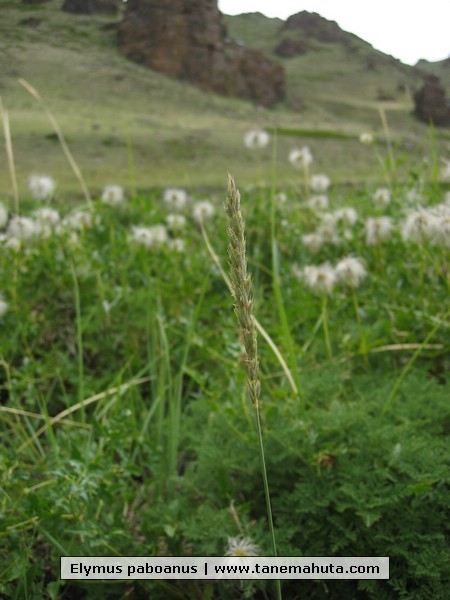 Elymus paboanus.JPG