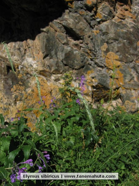 Elymus sibiricus.JPG