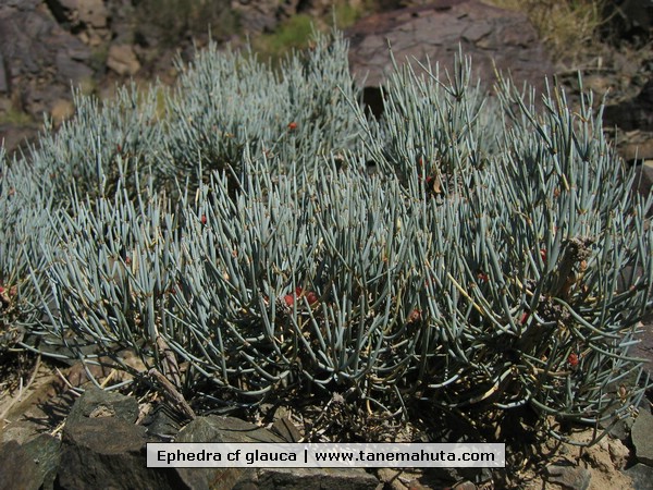 Ephedra cf glauca.JPG