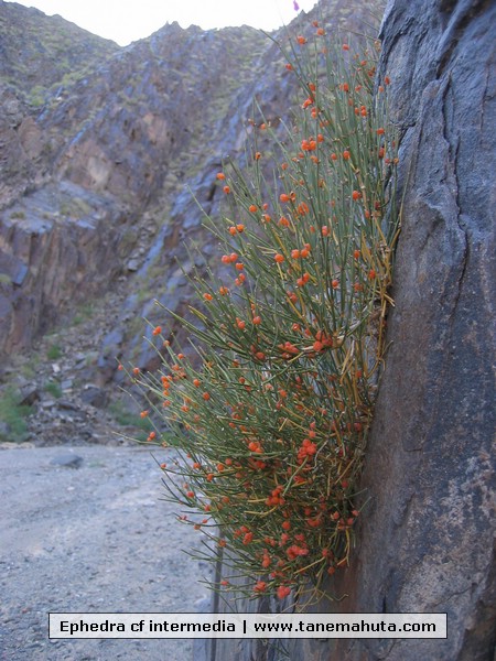 Ephedra cf intermedia.JPG