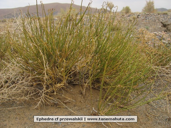 Ephedra cf przewalskii.JPG