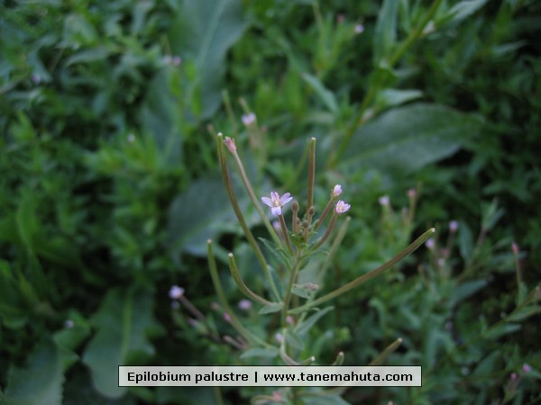 Epilobium palustre.JPG