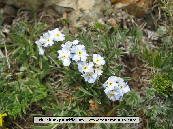 Eritrichum pauciflorum.JPG