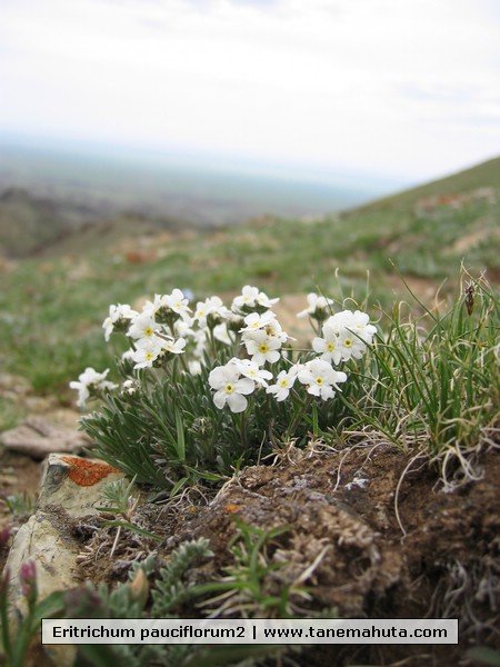 Eritrichum pauciflorum2.JPG