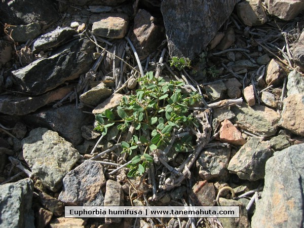 Euphorbia humifusa.JPG