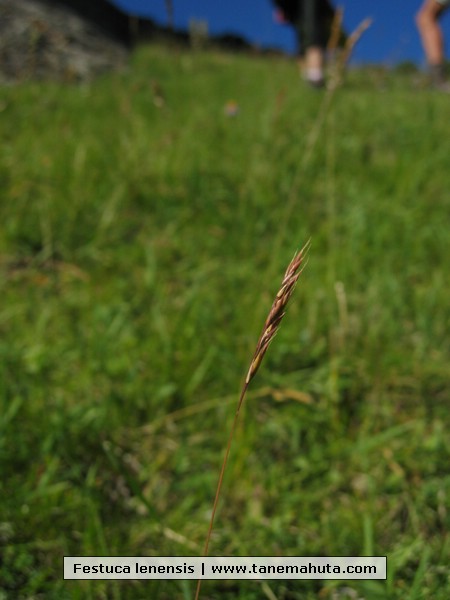 Festuca lenensis.JPG