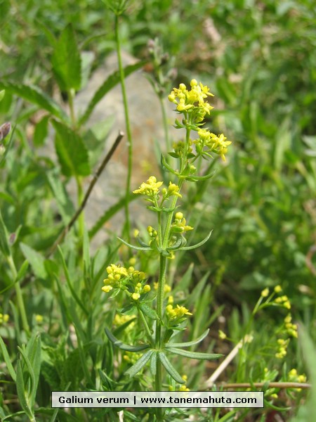 Galium verum.JPG