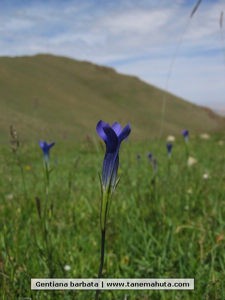 Gentiana barbata.JPG