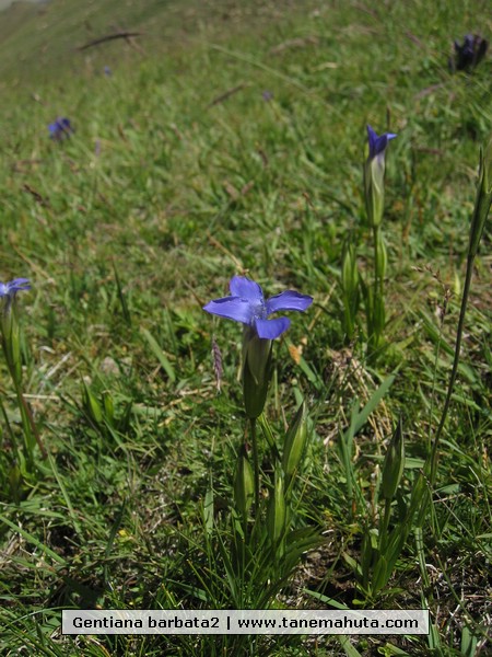 Gentiana barbata2.JPG