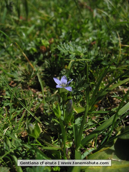 Gentiana cf acuta.JPG