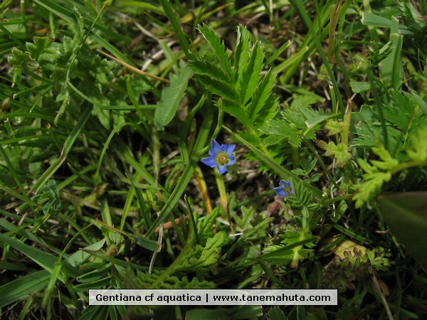 Gentiana cf aquatica.JPG