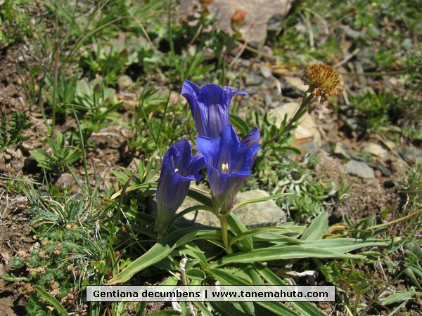 Gentiana decumbens.JPG