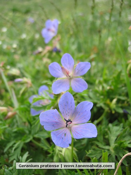 Geranium pratense.JPG