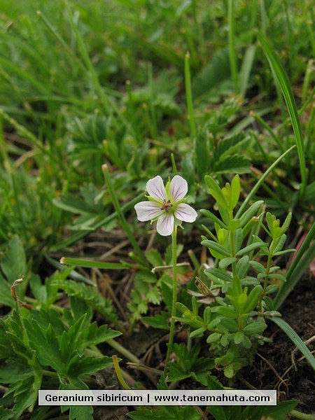 Geranium sibiricum.JPG