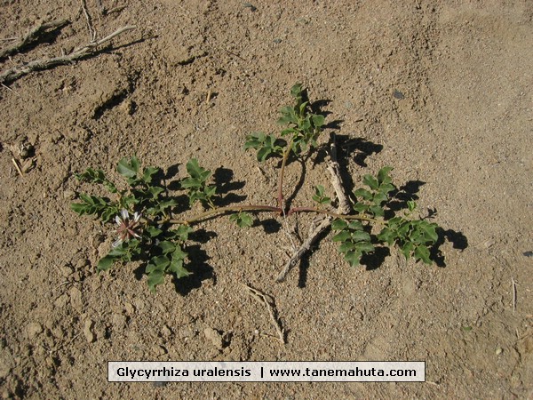 Glycyrrhiza uralensis .JPG