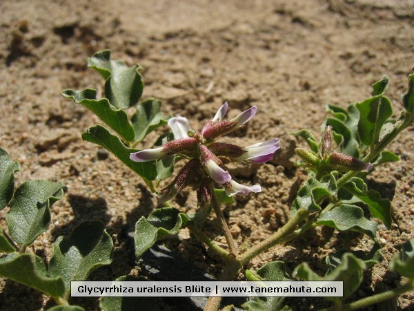 Glycyrrhiza uralensis Blte.jpg