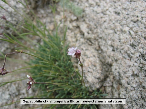 Gypsophila cf dshungarica Blüte.jpg