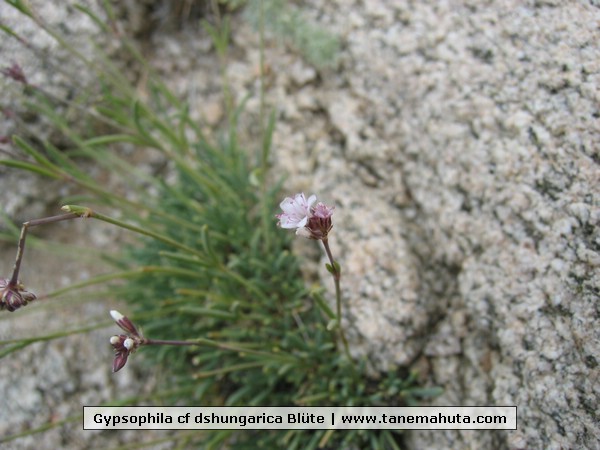 Gypsophila cf dshungarica Blte.jpg